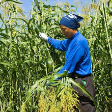 Load image into Gallery viewer, Nanbu Broom Soothing Broom for Medium-Sized Pets (M) Regular Size
