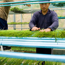 Load image into Gallery viewer, Nanbu Broom Soothing Broom for Medium-Sized Pets (M) Regular Size