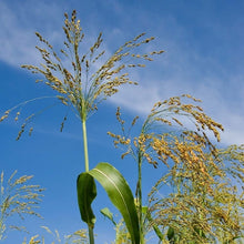 Load image into Gallery viewer, Nanbu Broom Soothing Broom for Small Pets (S)