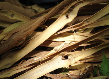 Wild grape vines are resistant to both water and dryness