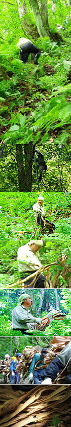 Rare wild grape vines are collected at the risk of one's life!