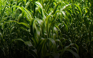 What is the appeal of Fujii's hammered copperware?