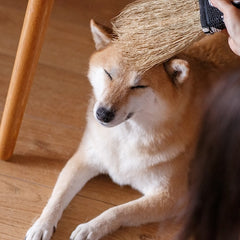 Nanbu broom Soothing broom for medium-sized pets (M) Regular size
