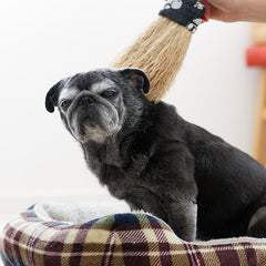 Nanbu broom Soothing broom for small pets (S)