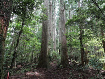 Image of a forest