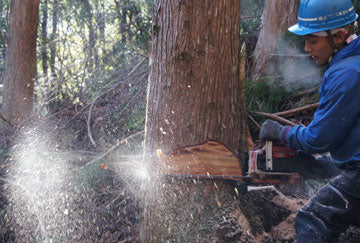 Cutting of cedar thinned from Umajimura forests